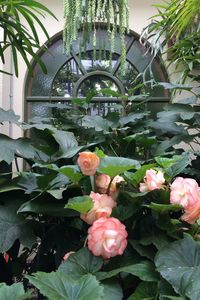 Close-up of flowers growing on plant