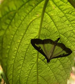 Close-up of butterfly on leaf