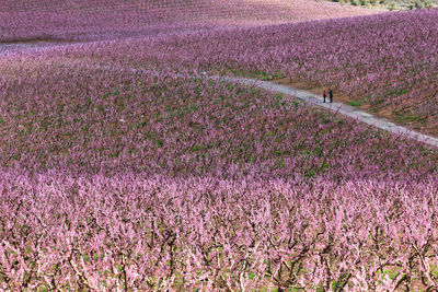 Scenic view of flowering field