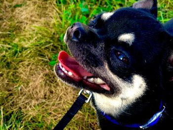 Close-up of dog sticking out tongue