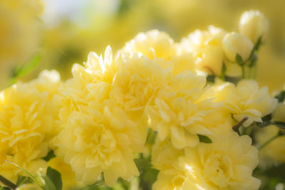 Close-up of yellow flower