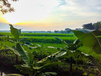 Scenic view of agricultural field against sky during sunset