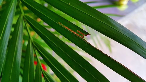 Close-up of insect on leaf