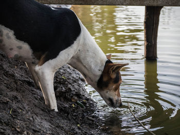 Close-up of dog by lake