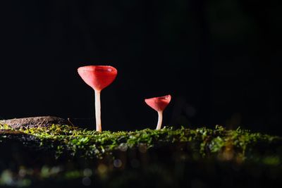 Close-up of red wine glass against black background