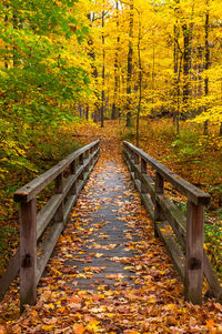 Footbridge in forest