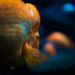 Close-up of fish swimming in aquarium