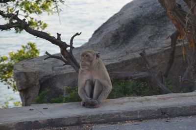 Lion sitting on tree by water