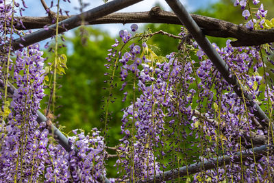 Close-up beautiful full bloom of purple pink wisteria blossom trees flowers in springtime sunny day