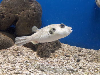 Close-up of fish swimming in sea