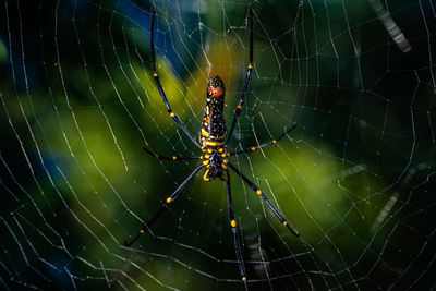 spider web