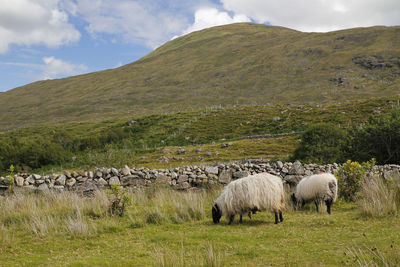 Sheep grazing in a field