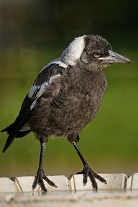 Close-up of bird perching