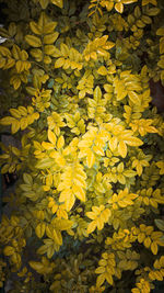 Full frame shot of yellow flowering plants