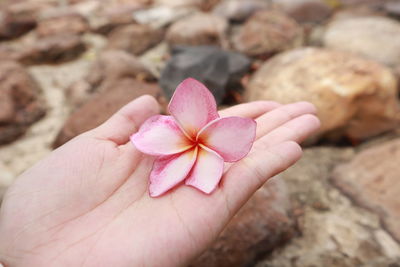 Close-up of hand holding pink flower