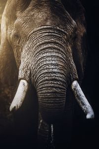 Close-up of elephant