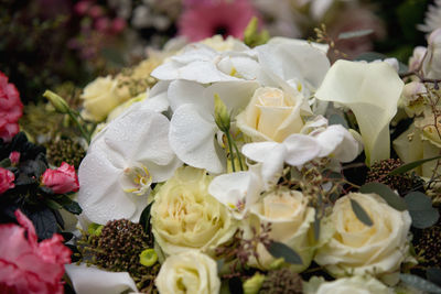 Close-up of white roses