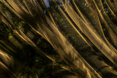 Low angle view of bamboo trees