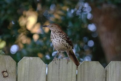 Close-up of bird perching on fence