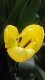 Close-up of yellow flower