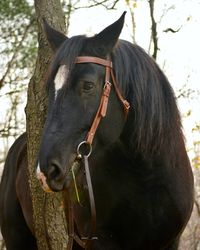 Close-up of horse