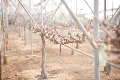 Growing grape fruit plant tree in vineyard farm. viticulture orchard