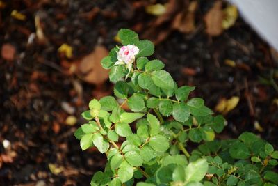 Close-up of plant