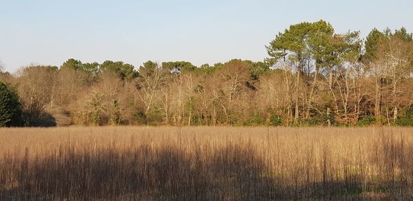 Scenic view of field against clear sky