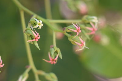 Close-up of pink flowering plant
