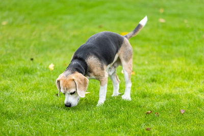 Full length of a dog on field