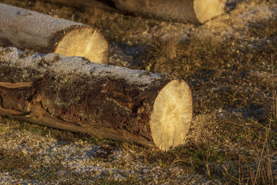 Close-up of log on rock in forest