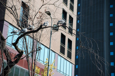 Low angle view of pigeons perching on bare tree against building