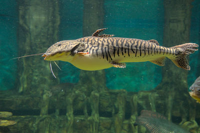 Fish swimming in sea