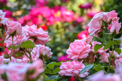 Close-up of pink flowering plants