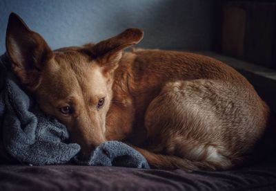 Close-up of dog at home