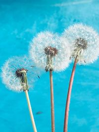 Low angle view of dandelion against blue sky