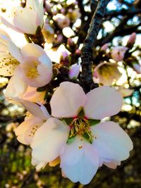 Close-up of pink flowers blooming outdoors