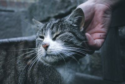 Close-up of hand holding cat