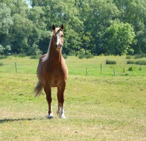 Horse standing in a field