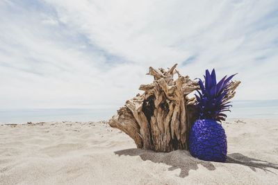 Dead plant on sand at beach against sky