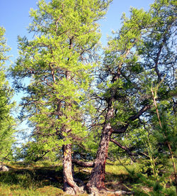 Low angle view of trees in forest against sky