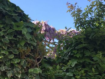 Low angle view of flowering plants against sky