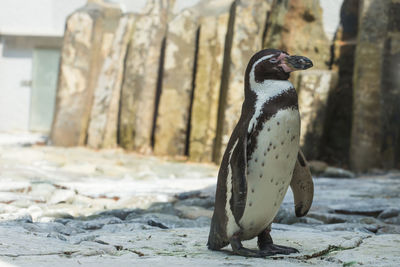 Close-up of penguin on rock