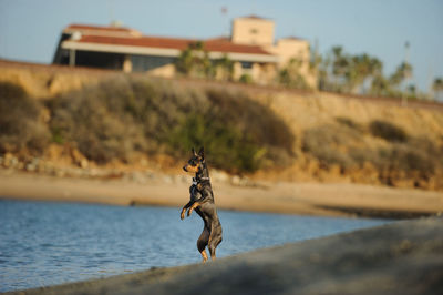 Close-up of horse in sea against sky