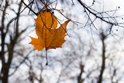 Low angle view of maple leaves against bare tree