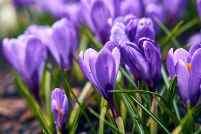 Close-up of purple crocus flowers on field