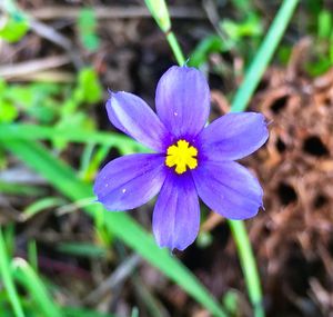 Close-up of purple flower