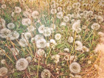 Close-up of white dandelion blooming in field