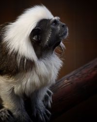 Close-up of a monkey looking away