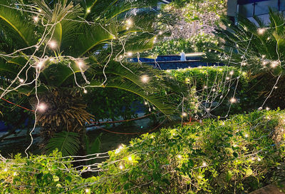 High angle view of trees growing on field